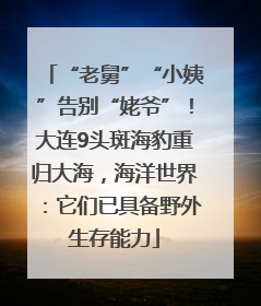 “老舅”“小姨”告别“姥爷”！大连9头斑海豹重归大海，海洋世界：它们已具备野外生存能力