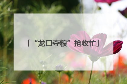 “龙口夺粮”抢收忙