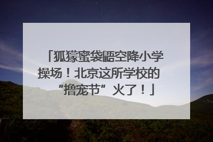 狐獴蜜袋鼯空降小学操场！北京这所学校的“撸宠节”火了！