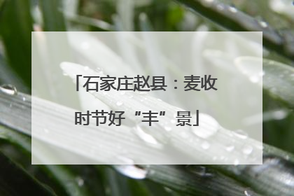 石家庄赵县：麦收时节好“丰”景