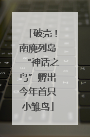 破壳！南麂列岛“神话之鸟”孵出今年首只小雏鸟