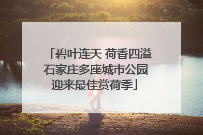 碧叶连天 荷香四溢 石家庄多座城市公园迎来最佳赏荷季