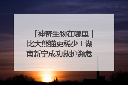 神奇生物在哪里｜比大熊猫更稀少！湖南新宁成功救护濒危鸟类海南鳽