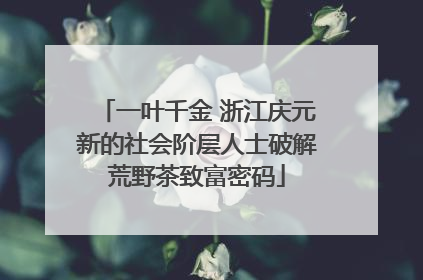 一叶千金 浙江庆元新的社会阶层人士破解荒野茶致富密码