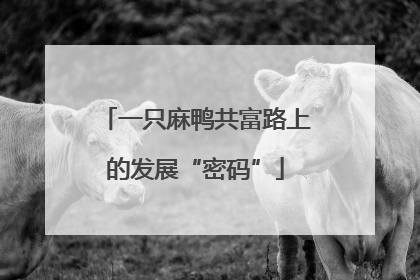 一只麻鸭共富路上的发展“密码”