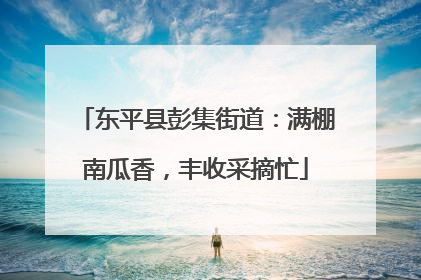东平县彭集街道：满棚南瓜香，丰收采摘忙