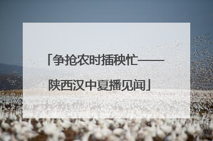 争抢农时插秧忙——陕西汉中夏播见闻