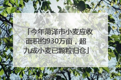 今年菏泽市小麦应收面积约930万亩，超九成小麦已颗粒归仓