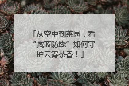 从空中到茶园，看“藏蓝防线”如何守护云雾茶香！