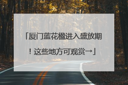 厦门蓝花楹进入盛放期！这些地方可观赏→