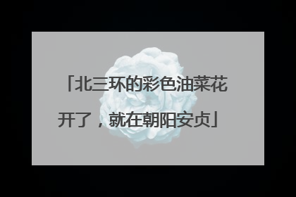 北三环的彩色油菜花开了，就在朝阳安贞