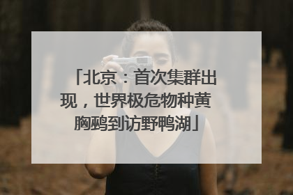 北京：首次集群出现，世界极危物种黄胸鹀到访野鸭湖