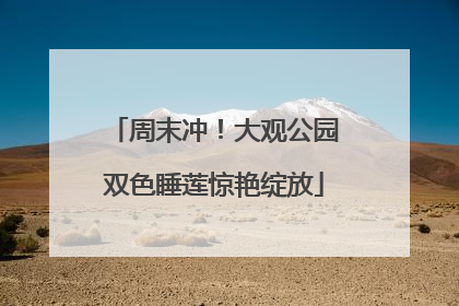 周末冲！大观公园双色睡莲惊艳绽放