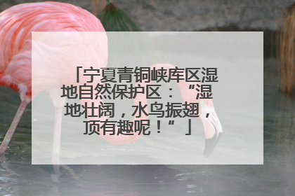 宁夏青铜峡库区湿地自然保护区：“湿地壮阔，水鸟振翅，顶有趣呢！”