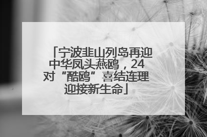 宁波韭山列岛再迎中华凤头燕鸥，24对“酷鸥”喜结连理迎接新生命