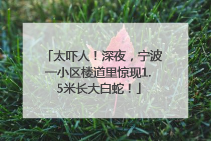 太吓人！深夜，宁波一小区楼道里惊现1.5米长大白蛇！
