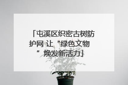 屯溪区织密古树防护网 让“绿色文物”焕发新活力