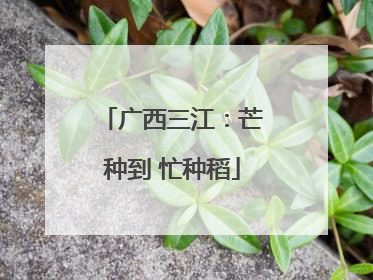 广西三江：芒种到 忙种稻