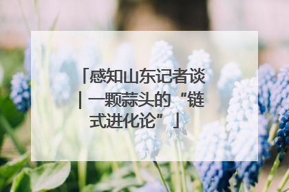 感知山东记者谈｜一颗蒜头的“链式进化论”