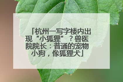 杭州一写字楼内出现“小狐狸”？兽医院院长：普通的宠物小狗，像狐狸犬