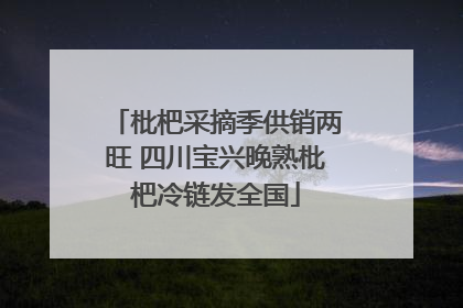 枇杷采摘季供销两旺 四川宝兴晚熟枇杷冷链发全国