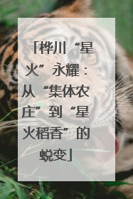 桦川“星火”永耀：从“集体农庄”到“星火稻香”的蜕变