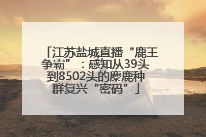 江苏盐城直播“鹿王争霸”：感知从39头到8502头的麋鹿种群复兴“密码”