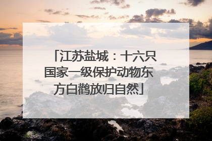 江苏盐城：十六只国家一级保护动物东方白鹳放归自然