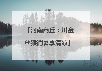 河南商丘：川金丝猴消暑享清凉