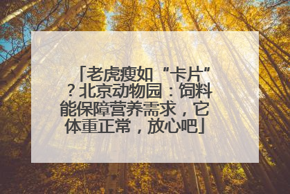 老虎瘦如“卡片”？北京动物园：饲料能保障营养需求，它体重正常，放心吧