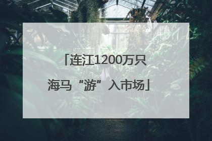 连江1200万只海马“游”入市场