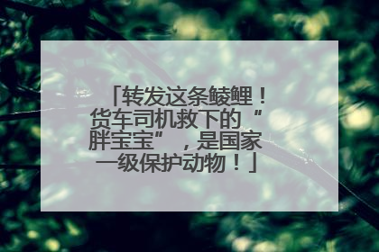 转发这条鲮鲤！货车司机救下的“胖宝宝”，是国家一级保护动物！