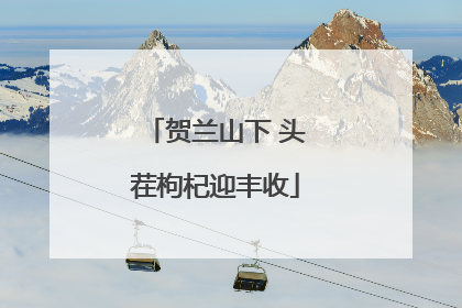 贺兰山下 头茬枸杞迎丰收