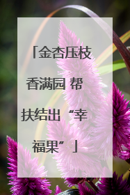 金杏压枝香满园 帮扶结出“幸福果”