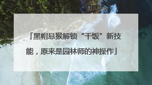 黑帽悬猴解锁“干饭”新技能，原来是园林师的神操作