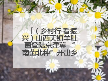 （乡村行·看振兴）山西天镇羊肚菌登陆京津冀 “南菌北种”开出乡村“致富花”